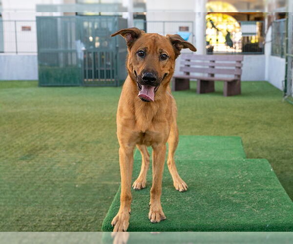 Medium Photo #1 German Shepherd Dog-Unknown Mix Puppy For Sale in Pasadena, CA, USA