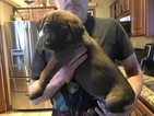 Small Photo #17 Malinois Puppy For Sale in EAGLE POINT, OR, USA