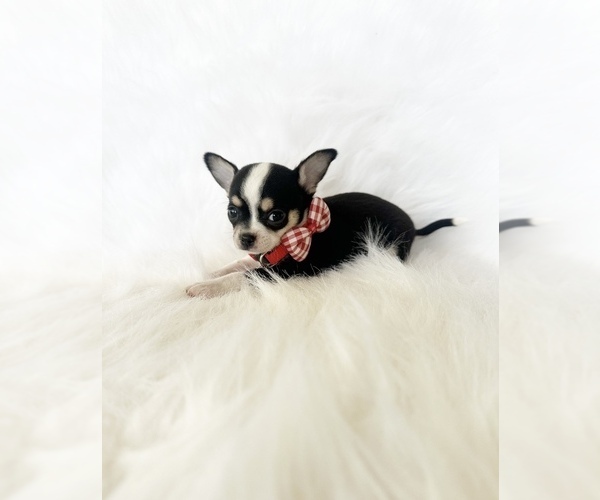 Medium Photo #4 Chihuahua Puppy For Sale in SACRAMENTO, CA, USA