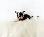 Small #3 Chihuahua