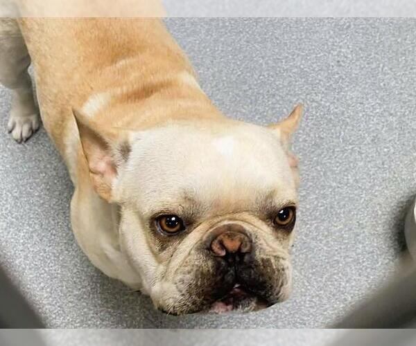 Medium Photo #1 French Bulldog Puppy For Sale in Orange, CA, USA