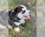 Small Photo #7 Siberian Husky Puppy For Sale in BROOKSVILLE, FL, USA