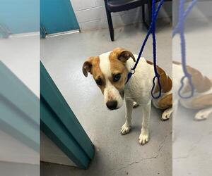 Labrador Retriever-Unknown Mix Dogs for adoption in Waco, TX, USA