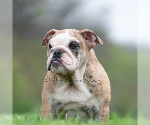Medium Photo #10 Bulldog Puppy For Sale in WARSAW, IN, USA
