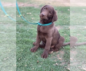 Labrador Retriever Puppy for sale in GERBER, CA, USA