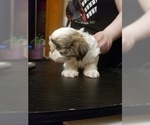 Small Photo #2 Shih Tzu Puppy For Sale in CENTRALIA, MO, USA