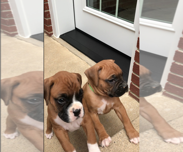 Medium Photo #4 Boxer Puppy For Sale in APPLE CREEK, OH, USA