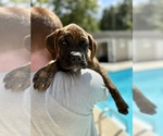 Small #1 Boxer