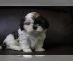 Small Photo #3 Shih Tzu Puppy For Sale in HIALEAH, FL, USA