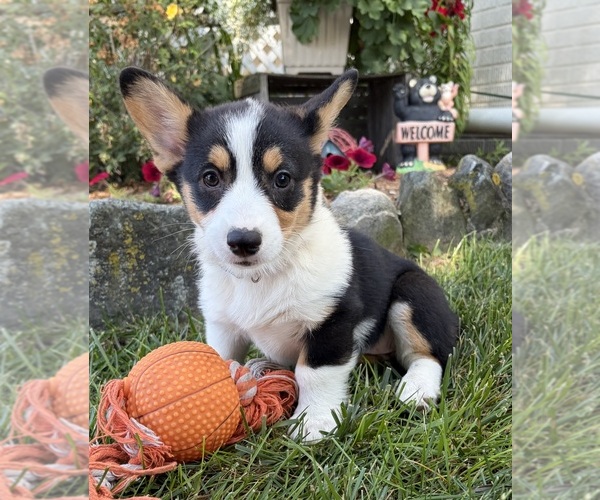 Medium Photo #2 Pembroke Welsh Corgi Puppy For Sale in MIDDLEBURY, IN, USA