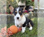 Small #1 Pembroke Welsh Corgi
