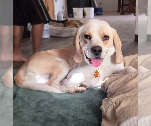 Medium Photo #2 Beagle Puppy For Sale in Las Vegas, NV, USA