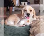 Small #1 Beagle