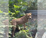 Small #15 Mutt