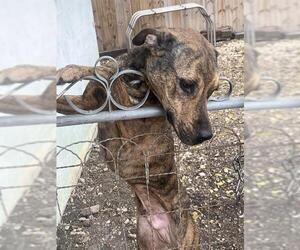 American Staffordshire Terrier-Unknown Mix Dogs for adoption in San Antonio, TX, USA