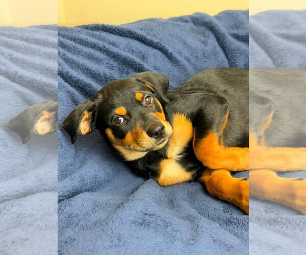 Medium Photo #3 Labrottie Puppy For Sale in Rockwall, TX, USA