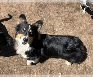 Oreo - Male Mutt Dog for Adoption - Photo #4