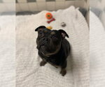 Small Photo #3 American Pit Bull Terrier Puppy For Sale in Salinas, CA, USA