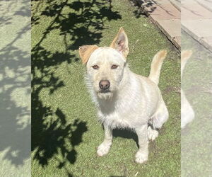 Liam - Male Mutt Dog for Adoption - Photo #3