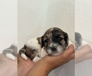 Bernedoodle (Miniature) Puppy for sale in LONGMONT, CO, USA