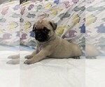 Puppy Poppy Pug