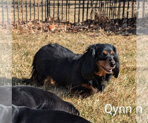 Qynn - Female Dachshund Dog for Adoption - Photo #4
