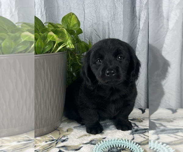 Medium Photo #3 Dachshund Puppy For Sale in GREENWOOD, IN, USA