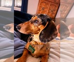Small Dachshund