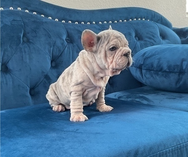 Medium Photo #19 French Bulldog Puppy For Sale in PORTLAND, OR, USA