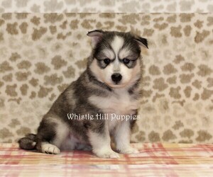 Pomsky Puppy for sale in DENVER, PA, USA