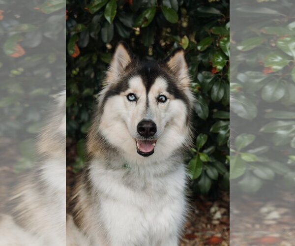 Medium Photo #1 Siberian Husky Puppy For Sale in Carrollton, TX, USA