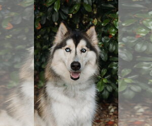Siberian Husky Dogs for adoption in Carrollton, TX, USA