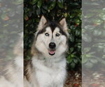 Small Siberian Husky