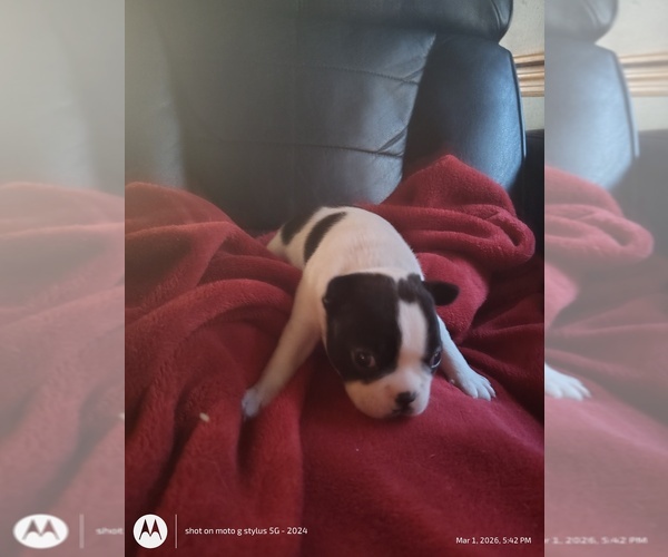 Medium Photo #7 Boston Terrier Puppy For Sale in BAMBERG, SC, USA