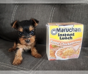 Yorkshire Terrier Puppy for Sale in WINSTON SALEM, North Carolina USA