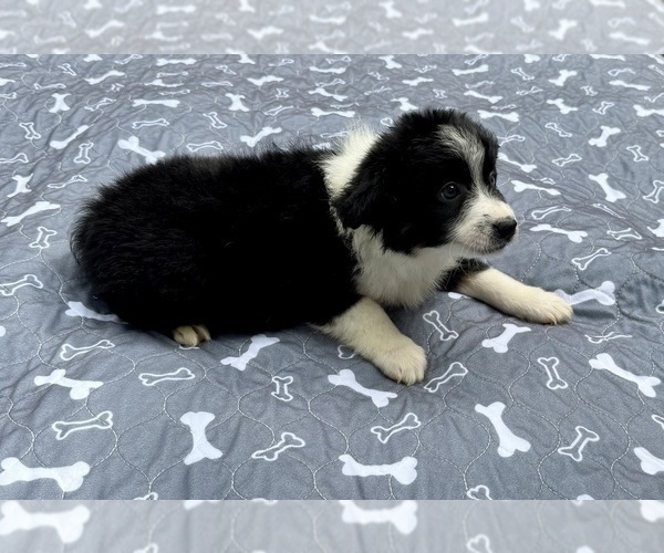Medium Photo #76 Miniature Australian Shepherd Puppy For Sale in SALISBURY, NC, USA