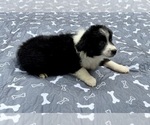 Small Photo #76 Miniature Australian Shepherd Puppy For Sale in SALISBURY, NC, USA
