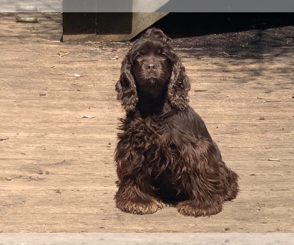 Medium Photo #1 Cocker Spaniel Puppy For Sale in PENSACOLA, FL, USA