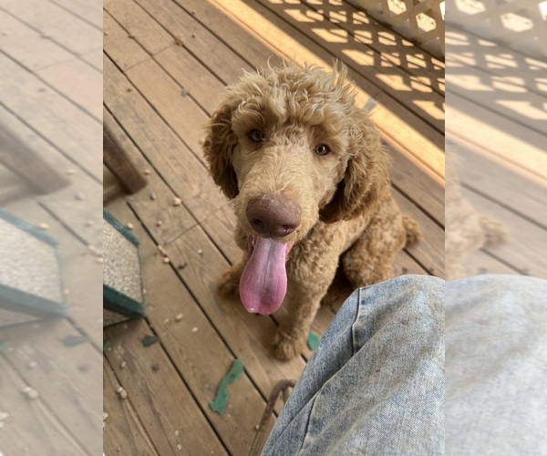 Medium Photo #8 Poodle (Standard) Puppy For Sale in SOPHIA, NC, USA