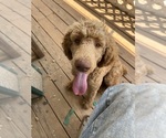 Small #7 Poodle (Standard)