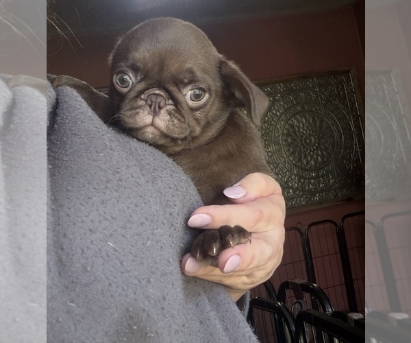 Medium Photo #2 Pug Puppy For Sale in BLOOMINGTON, IL, USA