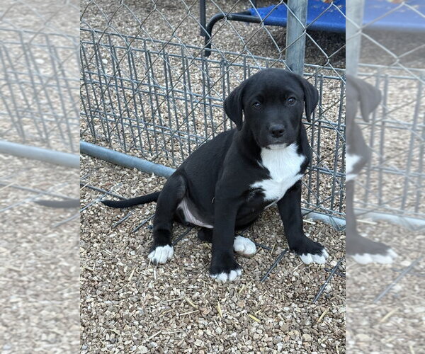 Medium Photo #2 Boxador Puppy For Sale in Bolivar, MO, USA