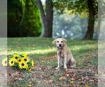 Small #5 German Shepherd Dog Mix