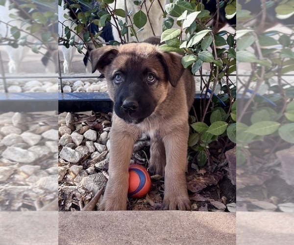 Medium Photo #1 Belgian Malinois Puppy For Sale in CROWLEY, TX, USA