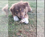 Small Photo #1 Australian Shepherd Puppy For Sale in GRAHAM, WA, USA