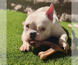 Pax - Male Bulldog-Unknown Mix Dog for Adoption - Photo #3