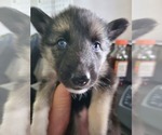 Puppy 4 Border Collie-Siberian Husky Mix
