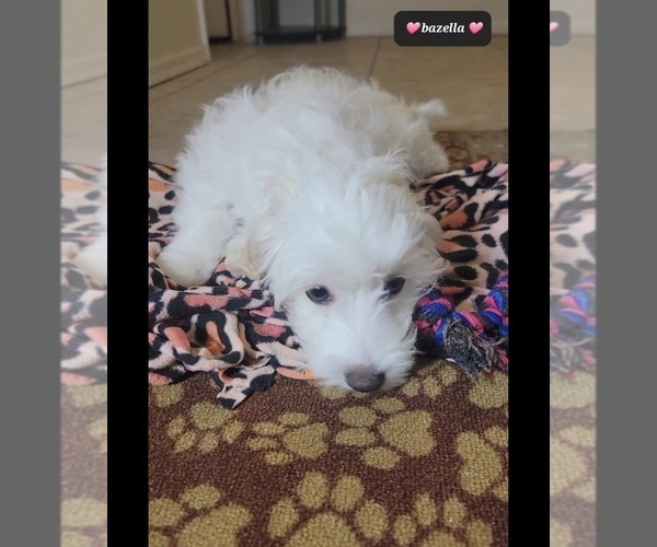 Medium Photo #4 Havanese Puppy For Sale in TUCSON, AZ, USA