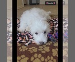 Small #3 Havanese