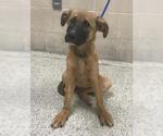 A432686 - Female German Shepherd Dog Dog for Adoption - Small photo